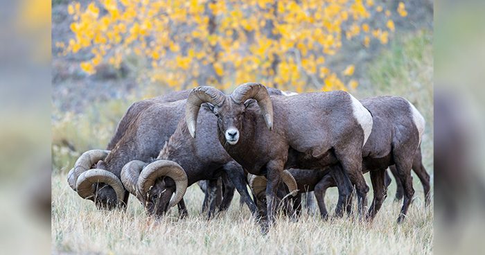 Blog_ID_Sheep_HellsCanyon Photo Credit: Wirestock
