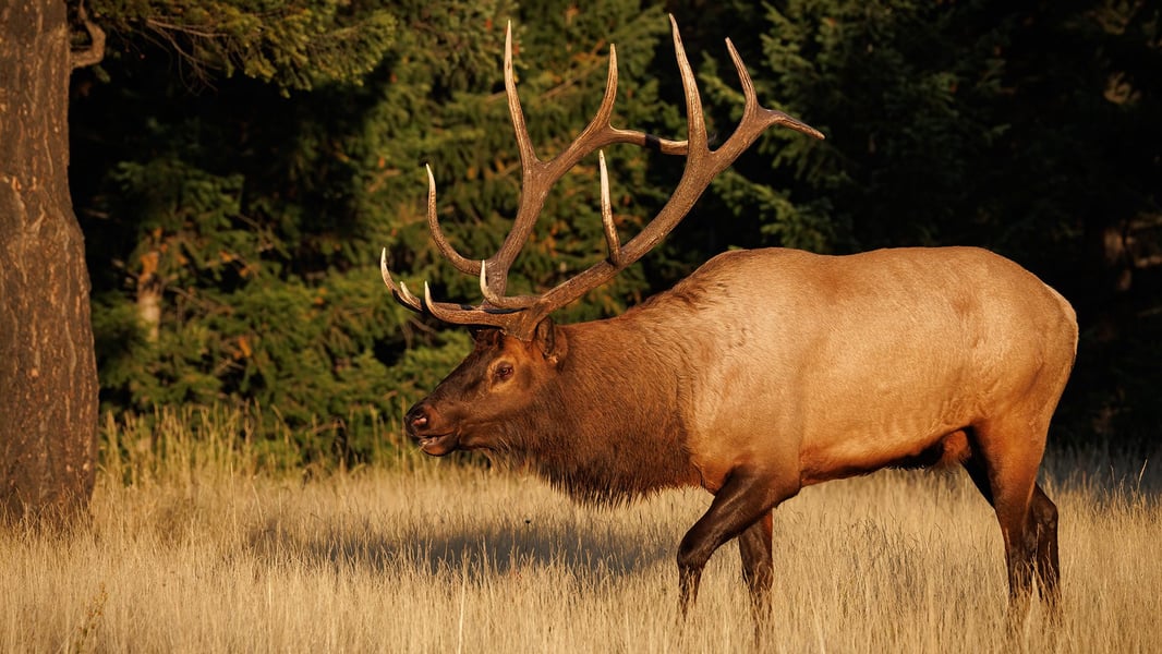 Elk Elk