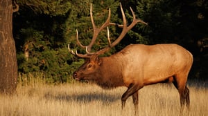Elk