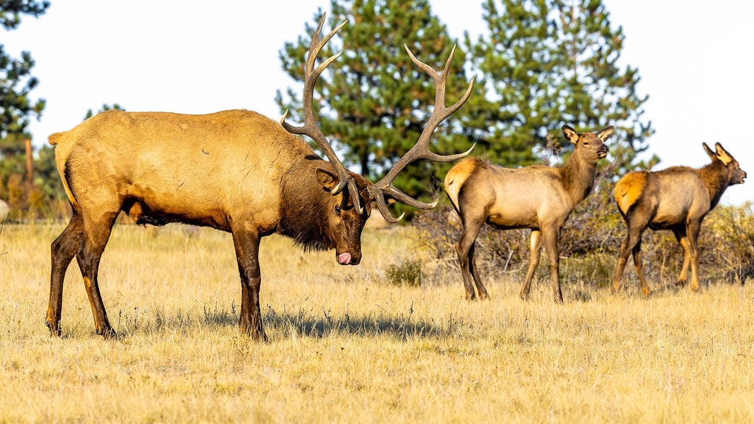 Elk_Herd