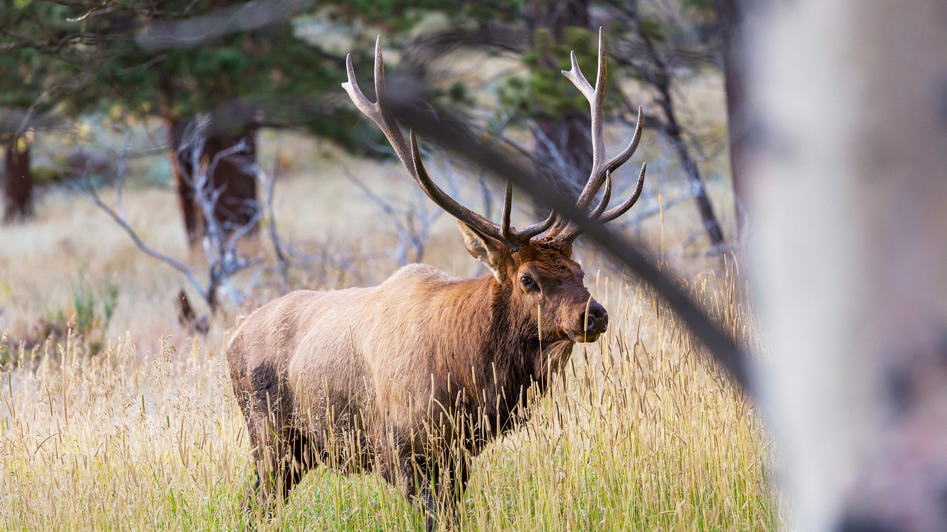 ID_Elk