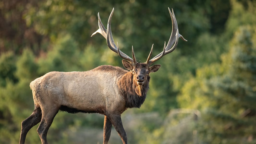 WA_Elk