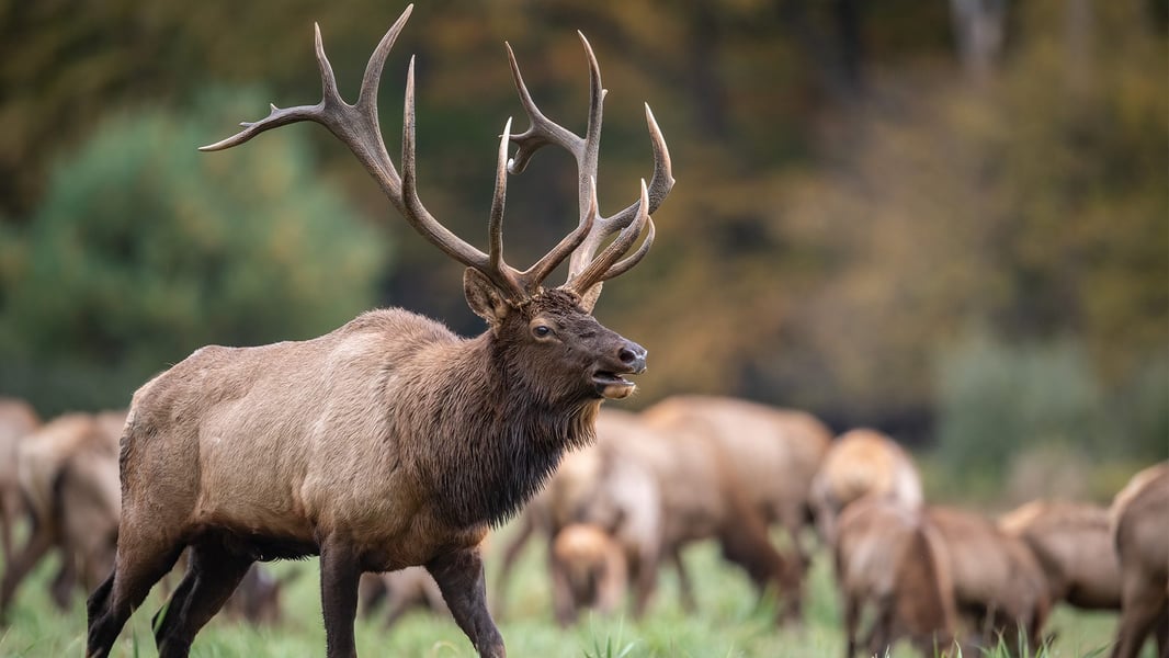 WA_Poaching WA_Poaching