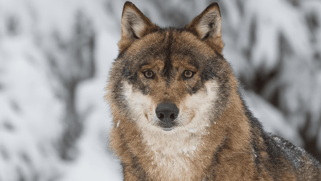 Wolf Wolf