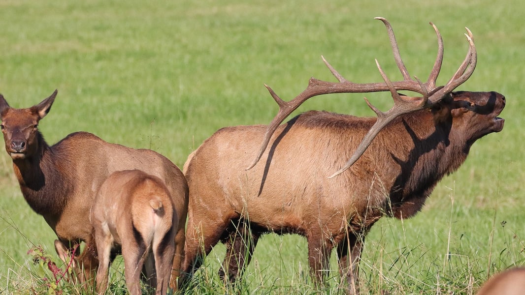 ELK_CO ELK_CO