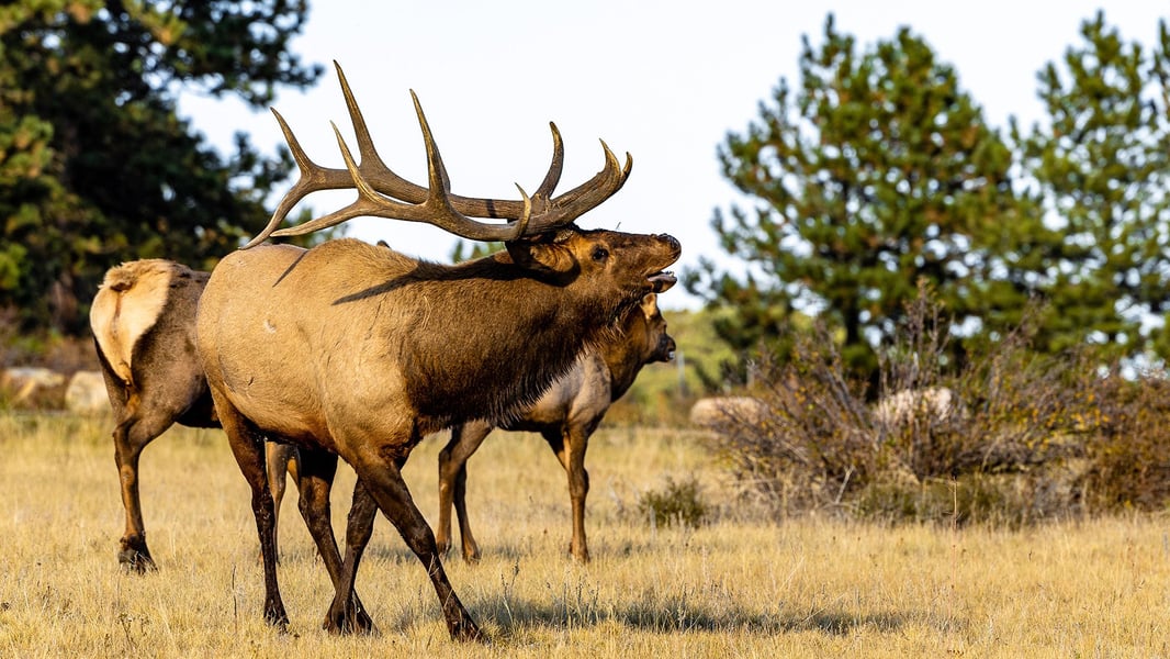 Elk_CO_2024-2029