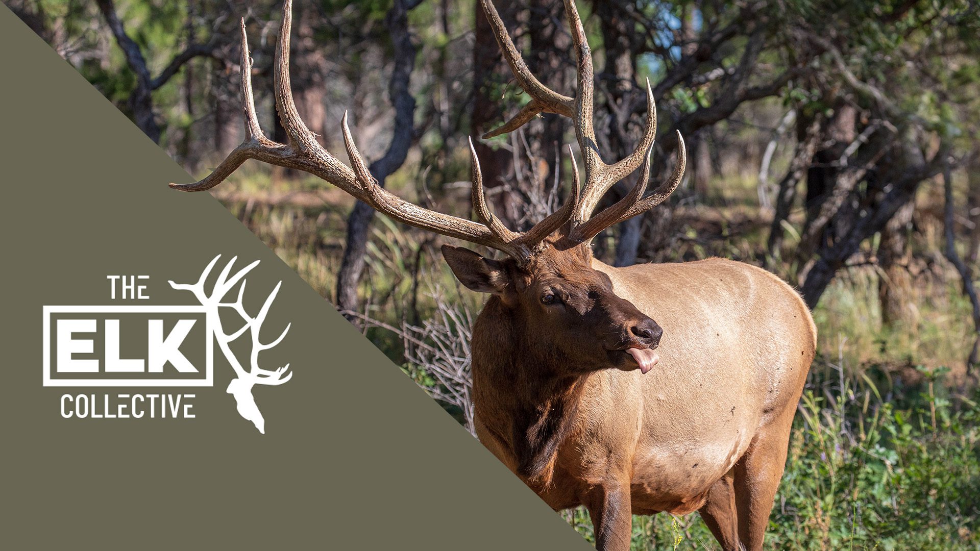 Elk_Collective_2024_NM_Blog_Cover