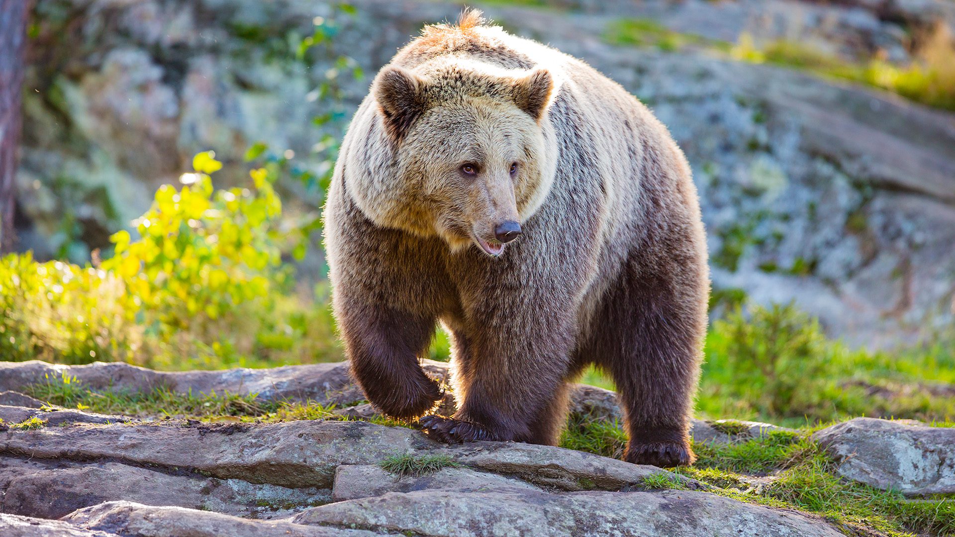 Grizz