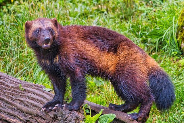 wolverine-7313196_640
