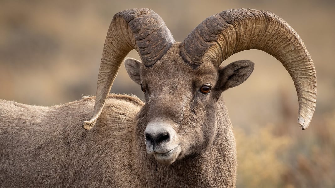 3:4_RAM 3:4_RAM