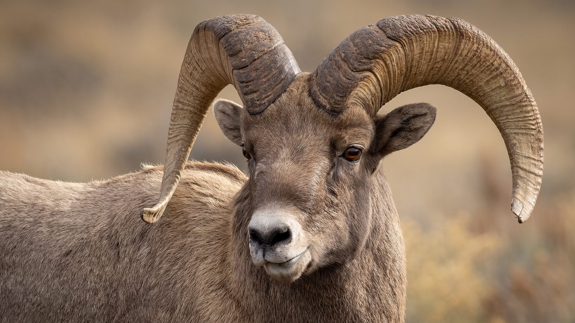 3:4_RAM