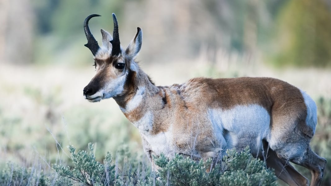 Antelope