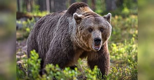 Blog_WA_Grizzlies