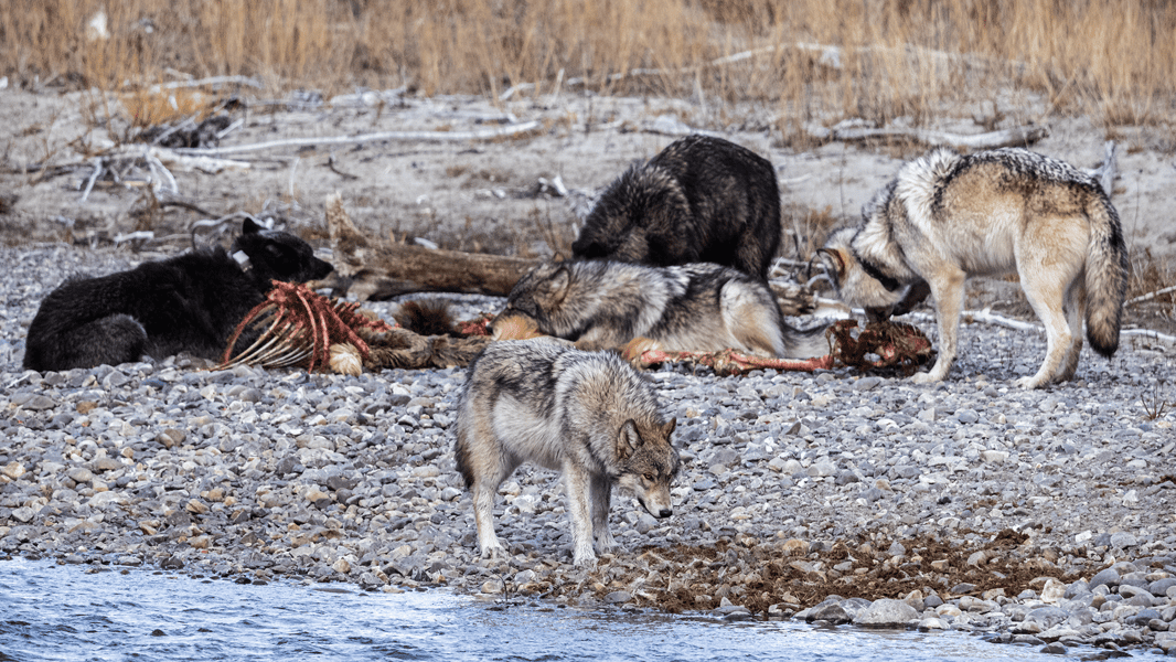 CO-WOLVES