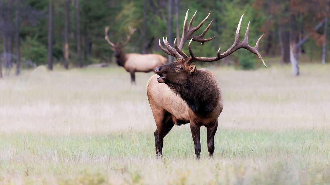 ELK
