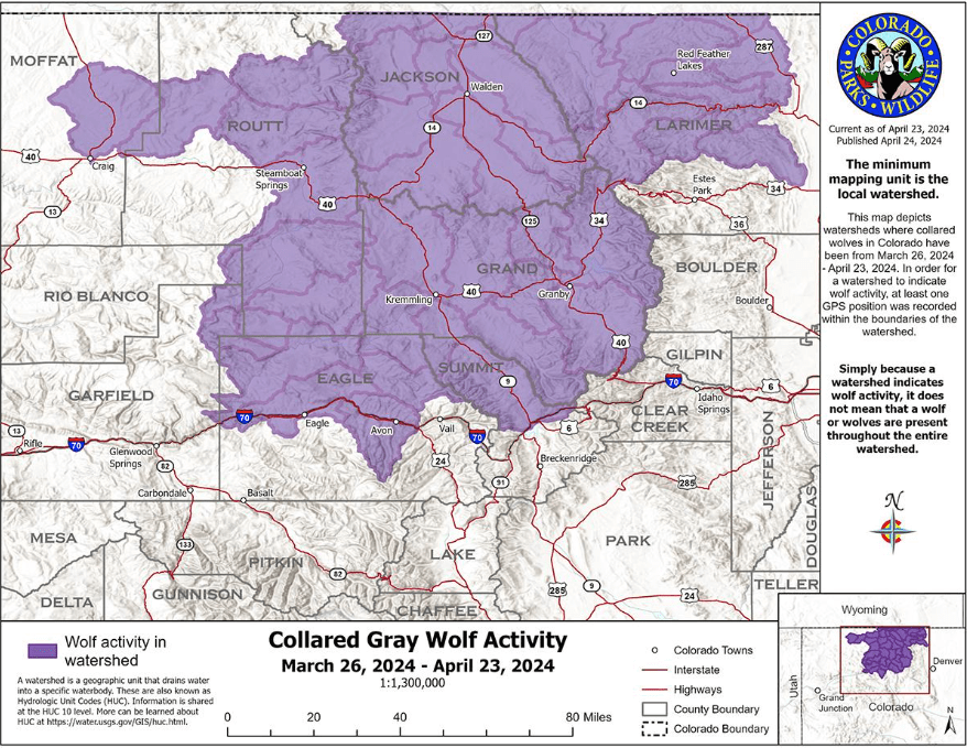 Collared Gray Wolf Activity 3.26.24 - 4.26