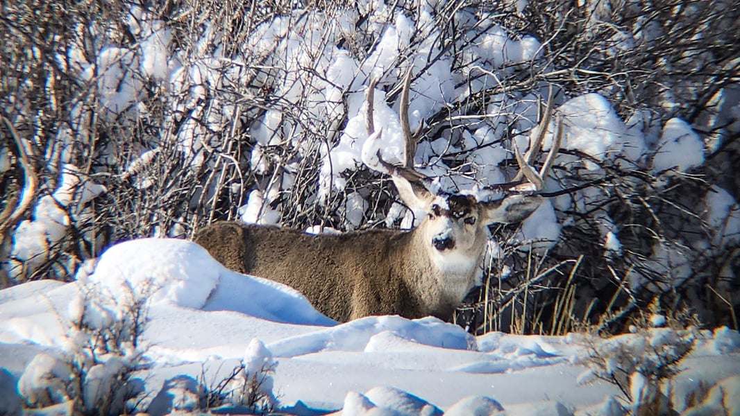WY_Winter_Range