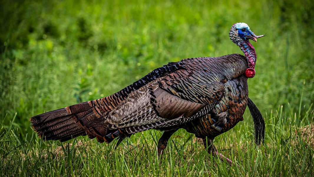 Wingmen_Blog- Chasing The Slam! Turkey Subspecies- Who, What, Where!