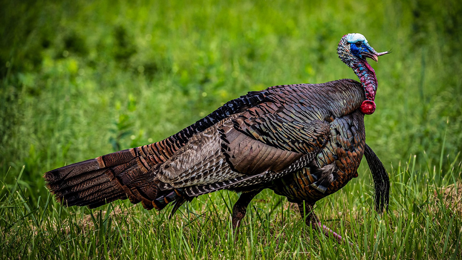 Wingmen_Blog- Chasing The Slam! Turkey Subspecies- Who, What, Where!