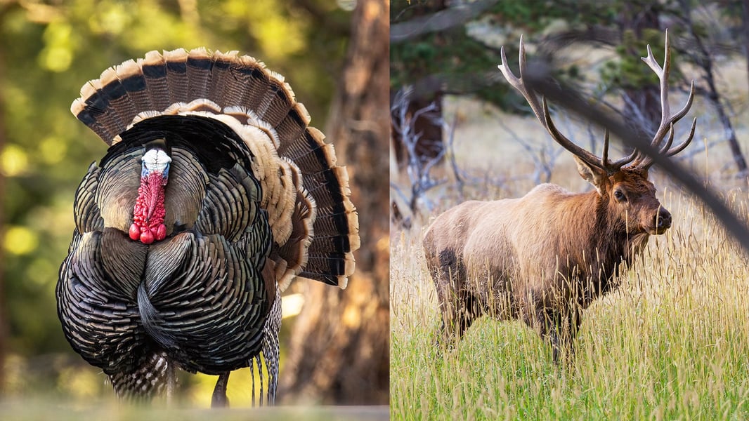 Wingmen_Blog- FROM ELK TO TURKEYS- Crossover Tactics Wingmen_Blog- FROM ELK TO TURKEYS- Crossover Tactics