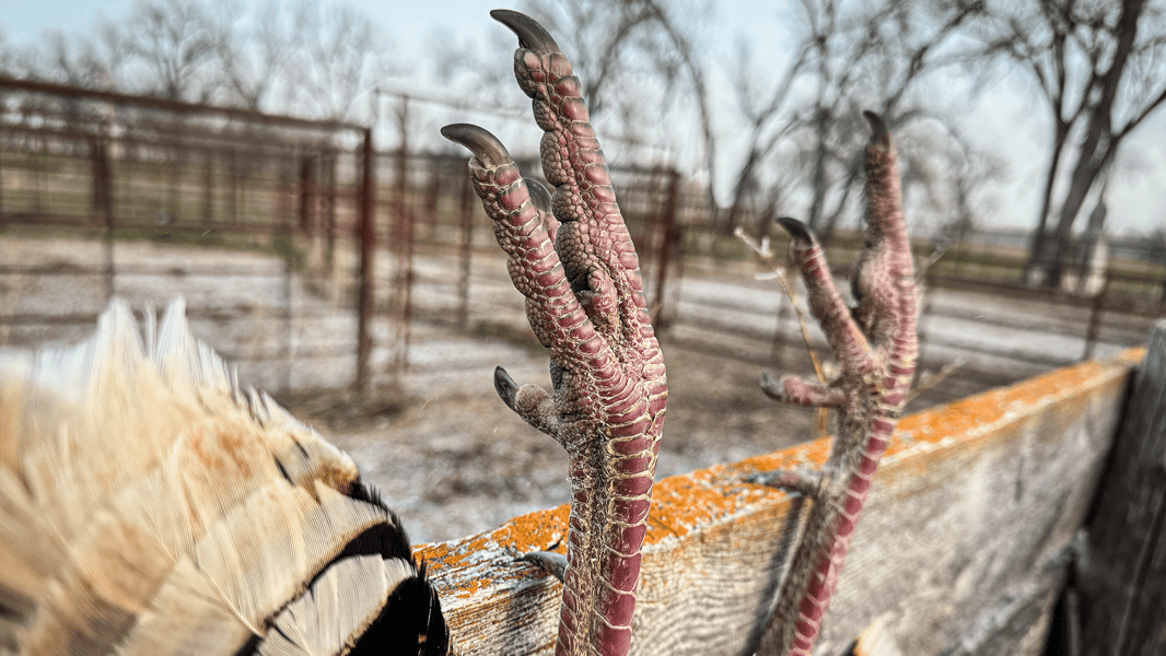 Wingmen_Blog- Gettin' Hooked - Memories from Gobblers Past