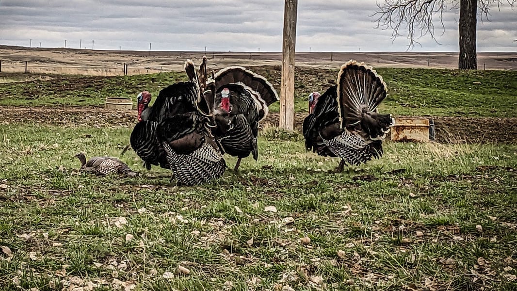 Wingmen_Blog-No Decoys, No Problem!