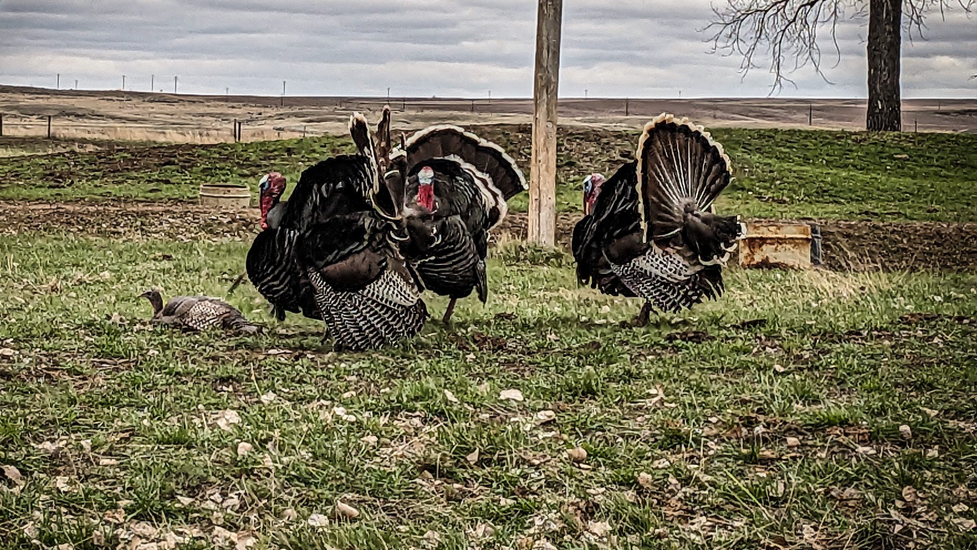 Wingmen_Blog-No Decoys, No Problem!