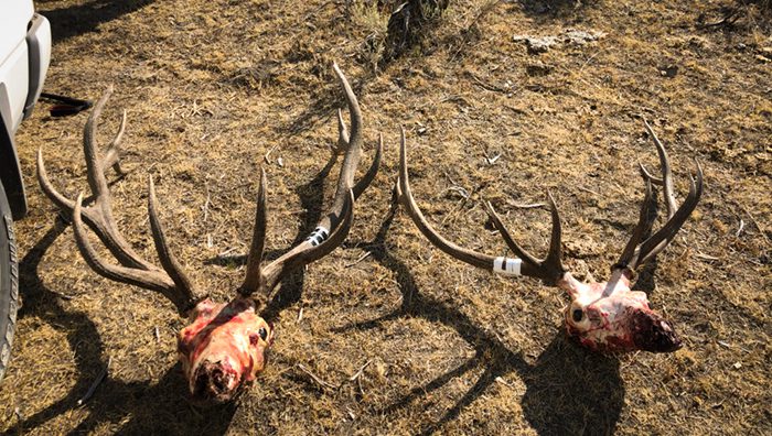 050624_Colton Coon-ELK-ID-DIY-PL_14668