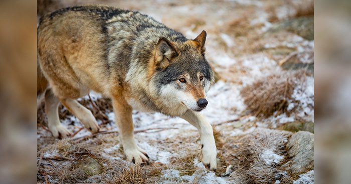 Close-up of wolf running in the forest in early winter by kjekol