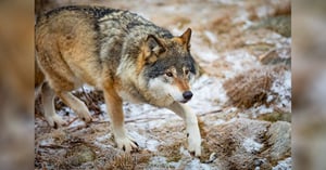 Close-up of wolf running in the forest in early winter by kjekol