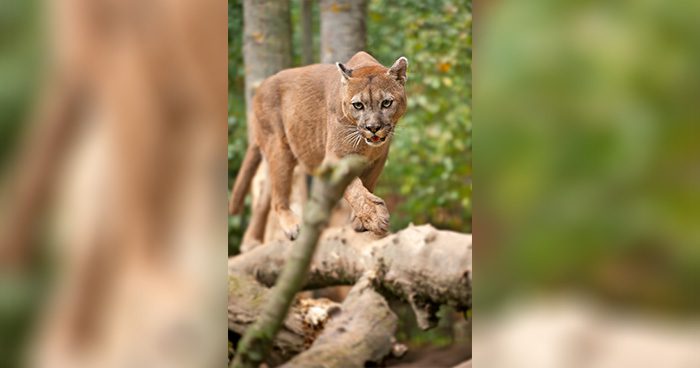 Blog_Cougar_CO