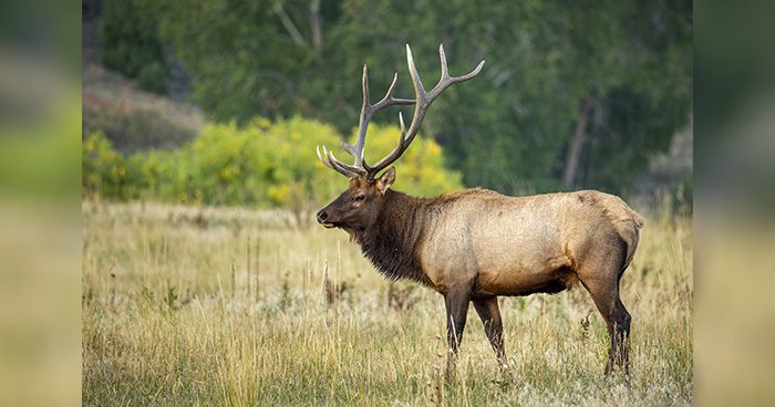 Blog_EHJ199Tactics_Bulls