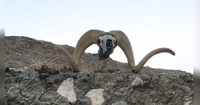 Blog_Frankensheep_Guys'_TJ_Hunt