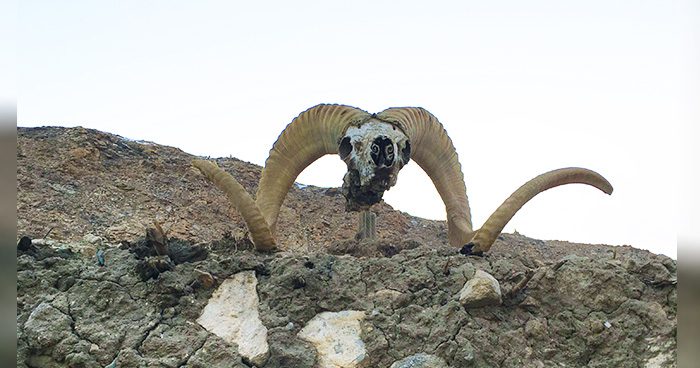 Blog_Frankensheep_Guys’_TJ_Hunt Blog_Frankensheep_Guys'_TJ_Hunt