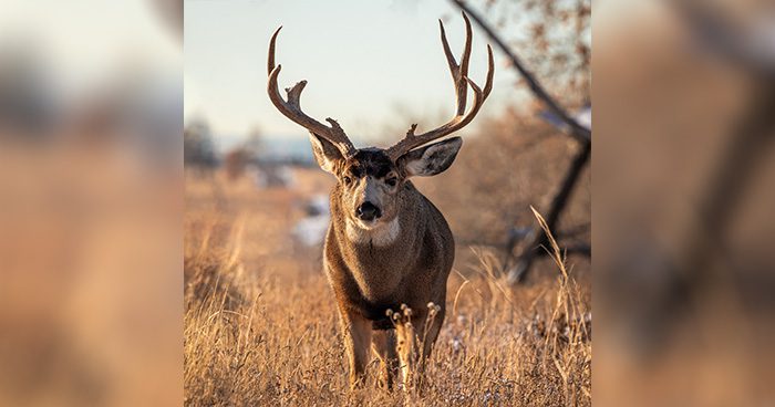 Blog_MuleDeer_5.10