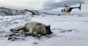 Blog_OR_Wolves