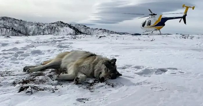 Blog_OR_Wolves