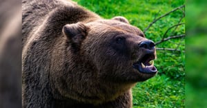Blog_WY_Grizzly