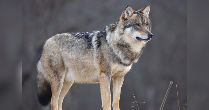 Photo Credit: kjekol