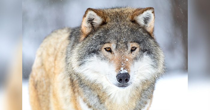 Blog_Wolves_EY