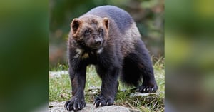 CO_wolverine-gulo-gulo-DennisJacobson_Envato