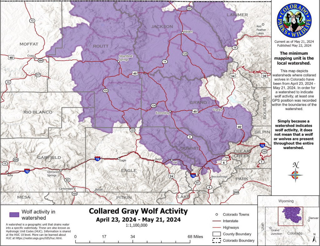 Collard Gray Wolf Activity April 23, 2024 - May 21, 2024