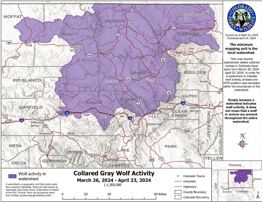 Collard Gray Wolf Activity March 26m, 2024 - April 23, 2024