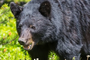 black-bear-Galyna_Andrushko_Envato