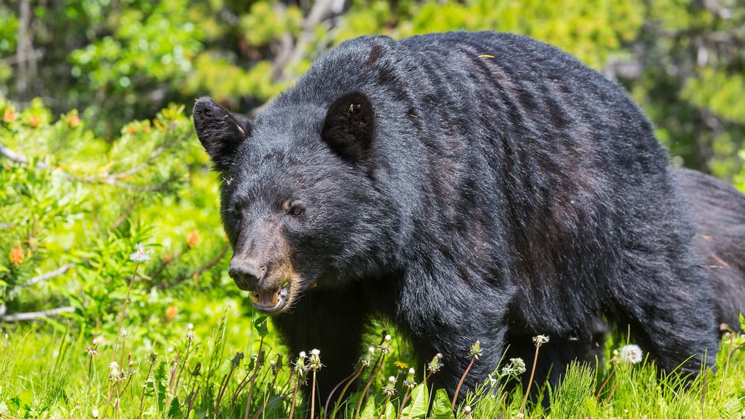 Black_Bear
