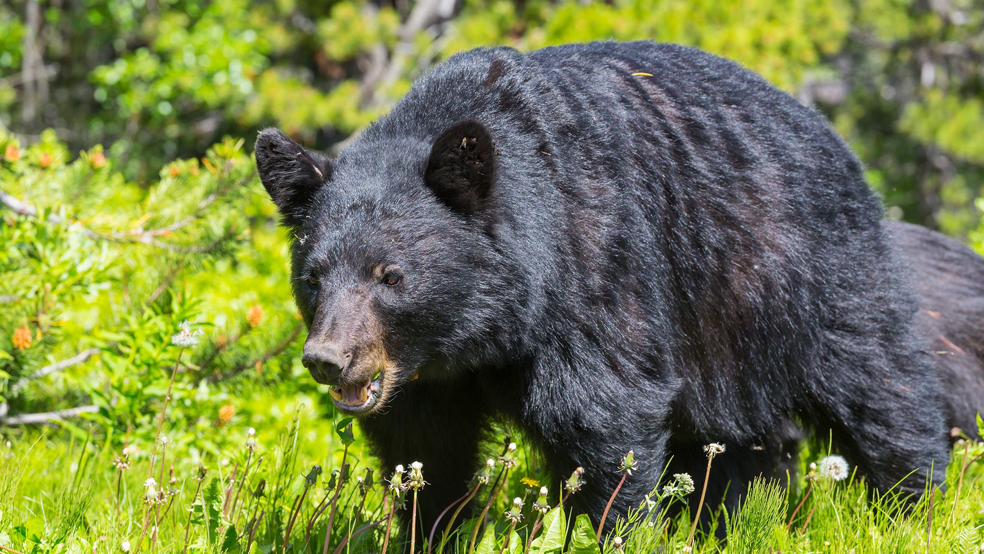 Black_Bear