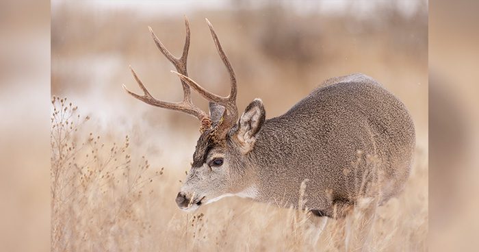 Blog_AZ_the-deer-is-grazing-through-the-tall-grass-field-wirestock-envato