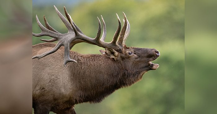 Blog_CO_large-bull-elk-portrait-harrycollinsphotography_Envato