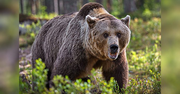 Blog_big-brown-bear-in-the-forest-in-finland_Wirestock_envato big-brown-bear-in-the-forest-in-finland_Wirestock_envato