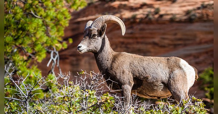Blog_big-horned-sheep-in-the-zion-national-park-forest-romankosolapov-Envato